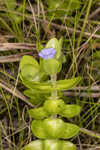 Blue waterhyssop